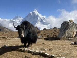 Trekking in het Nepalese Himalaya gebergte